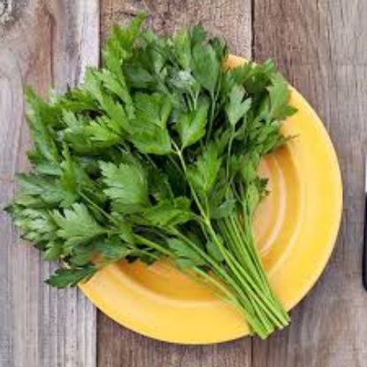 Picture of parsley